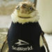 SeaWorld Orlando Creates One-of-a-Kind Wetsuit For Penguin Suffering From Feather Loss