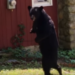 VIDEO: ‘Pedals’ the Injured Walking Bear Killed During New Jersey Hunt Says Activist