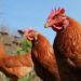 Dr. Arvind Dhople: Today’s Chickens Are Bigger, But Not Necessarily Better