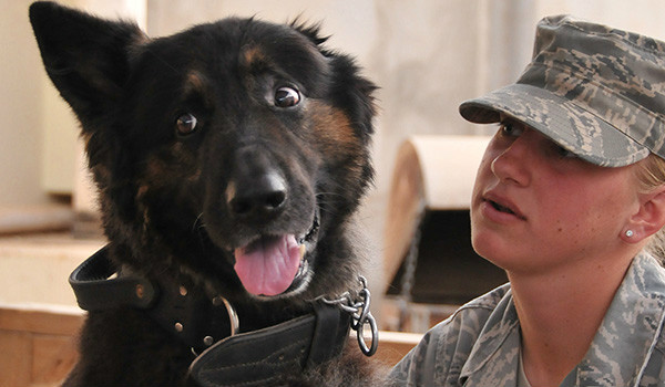 Staff Sgt. Kristen Smith, 332nd Expeditionary Security Forces Group K-9 handler, gives verbal positive reinforcement to her explosives-detection military working dog, Cezar. Air Force photo by Staff Sgt. Dilia Ayala