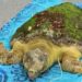 Brevard Zoo Sea Turtle Healing Center Takes In ‘Ruby,’ Found Covered In Barnacles