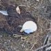 VIDEO: Florida Bald Eagles Await The Arrival of Two Eaglets With Live Webcam Audience Tuned In