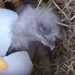 EAGLE WATCH: Florida Bald Eagles Welcome New Eaglet as Thousands Witness the Hatching