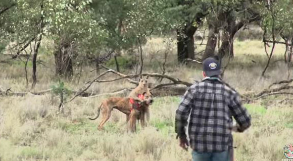 The kangaroo has a firm grasp of the hunting dog in this picture as the man tries to save his best friend