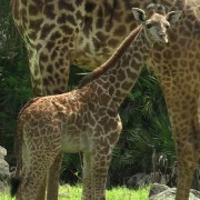 VIDEO SPOTLIGHT: A Look Back At Brevard Zoo Babies From 2016 - Space ...