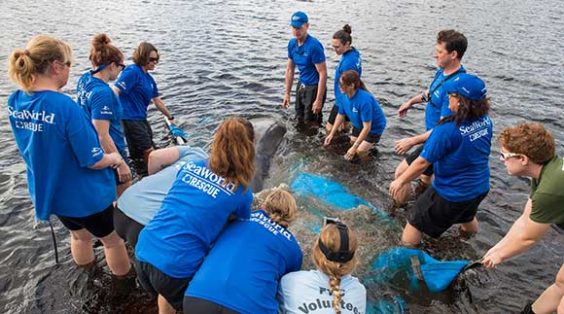 VIDEO: SeaWorld Orlando Returns Manatee To The Wild After Stuck In ...