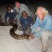 World-Famous Snake Catchers, Irula Tribesmen Help Officials In Florida Catch Pythons