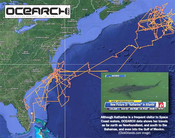 Ocearch shark tracker