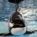 VIDEO: SeaWorld Prepares For Final Orca Whale Birth, ‘Takara’ Is Due Next Month