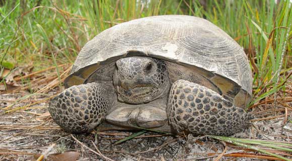 FWC: Help Conserve Florida's Favorite Tortoise on National Gopher ...