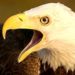 Gov. Scott Proclaims Today American Bald Eagle Day, Among Greatest Conservation Success Stories