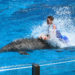 VIDEO: SeaWorld’s Newest Show, ‘Dolphin Days’ Packed With Fun, Education and Inspiration