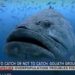 VIDEO: Florida Fish and Wildlife Considering Legalizing Limited Goliath Grouper Fishing