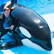 SeaWorld Orlando Adds New Killer Whale Up-Close Tour, Guests Engage ...