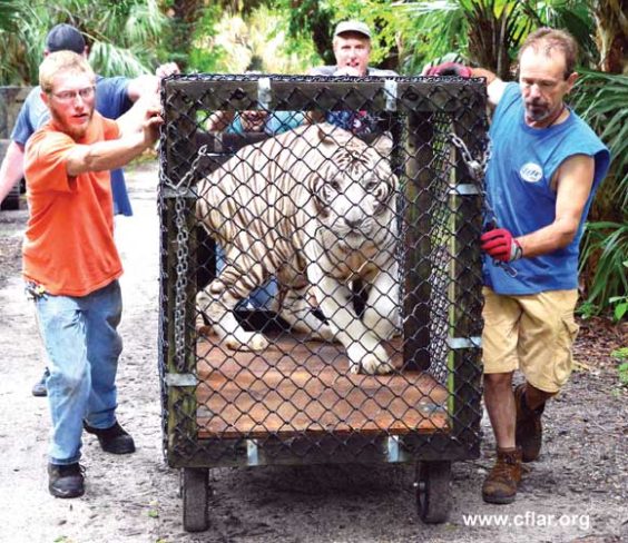 HEAR ME ROAR! Central Florida Animal Reserve Relocates Big Cats From ...