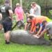 VIDEO: FWC, SeaWorld, Brevard Zoo, Melbourne Beach Police Rescue Six Trapped Manatees