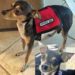 LOST PET: Help Find ‘Martini’ Chihuahua – Minature Pinscher Lost In Hurricane Irma Evacuation