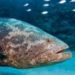 Grouper, Hogfish Season Reopens May 1 in Florida State and Federal Atlantic Waters