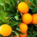 USDA Announces $2.36 Billion to Aid Florida Farmers, Citrus Growers