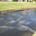 VIDEO OF THE DAY: Over 100 Manatees Huddle Together To Keep Warm In Indian Harbour Beach Canal
