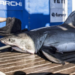 NEW SHARK IN TOWN: 12-Foot, 1,668 Pound Great White Lurks Off Satellite Beach, Canaveral Shores