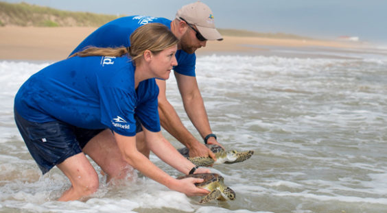 Endangered Sea Turtles Returned To Natural Habitat By SeaWorld Orlando ...