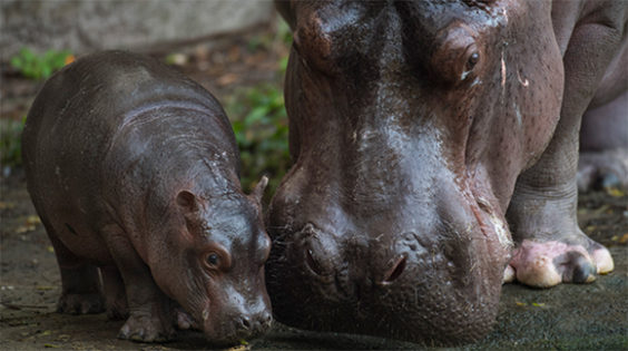 Walt Disney World Resort: Baby Nile Hippopotamus Born Last Month A Boy ...