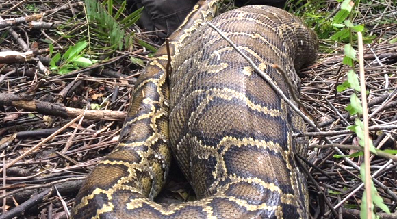 IMAGES: Invasive Burmese Python Swallows Entire Deer, Weighed More Than ...