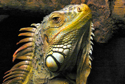 NAT GEO: Invasive Iguana Hunters Skewer Reptiles' Skulls with Captive ...