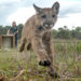 FWC Asks Public to Help Document Disorder Impacting Panthers, FWC Testing for Potential Toxins