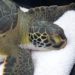 WATCH: Brevard Zoo Sea Turtle Healing Center Releases Skipper and Ginny Back Into the Ocean