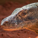 Brevard Zoo Welcomes New 7-Foot Komodo Dragon, ‘Sheldon’ Passes First Check Up With Flying Colors