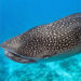 VIDEO: Fisherman Captures Whale Sharks On Video Off the Coast Anna Maria Island In Florida