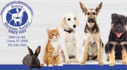 Brevard Humane Society Hosting Largest Kitten Adoption Bash of the ...