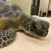 Brevard Zoo Sea Turtle Healing Center Will Release Rehabilitated ‘Figment’ on Monday