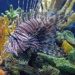 Florida Fish and Wildlife Conservation Commission Helps Support Educational Lionfish Exhibits