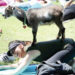 ‘CRITTER’ YOGA: Genial Animals Not Shy About Meeting, Mingling With People During Class