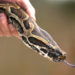 Florida Fish and Wildlife Aiming to Remove Non-Native Northern African Pythons From Florida Florida Fish and Wildlife Aiming to Remove Non-Native Northern African Pythons From Florida