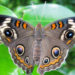 Butterflies and the Magic of Nature at Brevard Zoo to End September 30