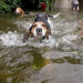 SPCA of Brevard, Brevard Humane Society Team Up to Save Animal Lives In Aftermath of Florence