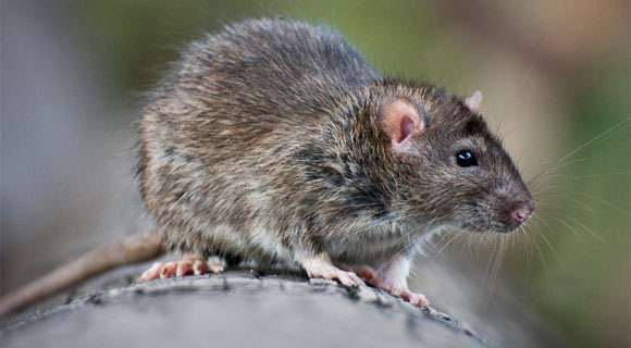 Roof Rats Information: Habits, Habitat & More on Roof Rats