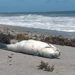 Red Tide Confirmed In South Brevard By Florida Fish and Wildlife, Officials Warn Beachgoers