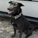 Titusville Police Department K9 Chase to Get Donation of Bullet and Stab Protective Vest