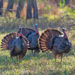 Florida Fish & Wildlife Conservation Commission Gives Tasty Ideas for Your Thanksgiving Feast