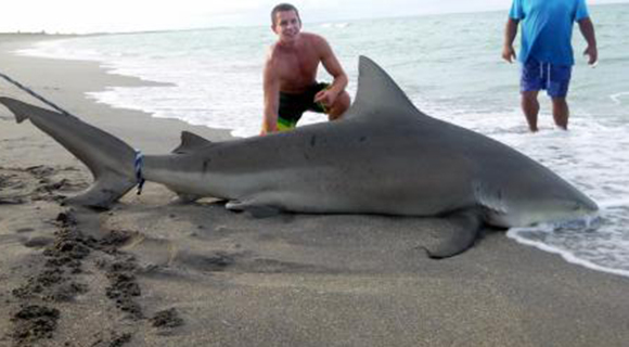 New Shark Fishing Requirements Go Into Effect July 1 Permit Required For All Shore Based Shark Anglers