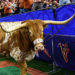 PETA Calls on Texas, Georgia to end Live Mascot use After Sugar Bowl Incident