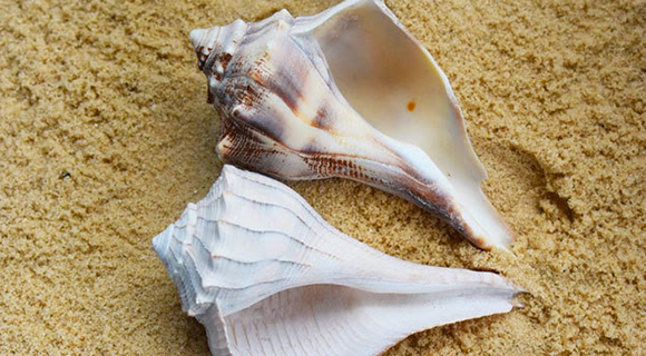 The Space Coast Seashell Guide Part 1 - Visit Space Coast