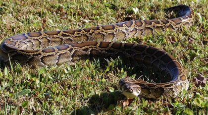 Among World’s Largest Snakes, Burmese Pythons are Invasive Constrictors ...