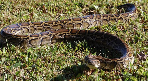 Among World’s Largest Snakes, Burmese Pythons Are Invasive Constrictors ...