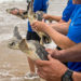 WATCH: 16 Endangered Turtles Return to Canaveral National Seashore After Special Care From SeaWorld